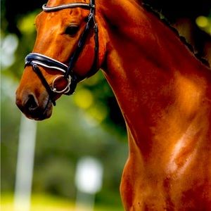 BR Oldham Cob Dressage Bridle with rose gold